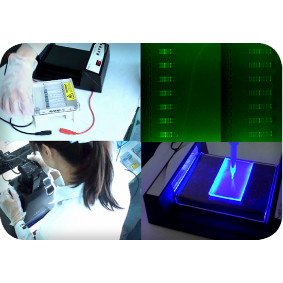 SafeBlue Electrophoresis System