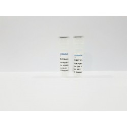 MMLV RT (10000 units)