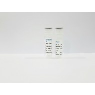 Pfu DNA Polymerase (500 units)