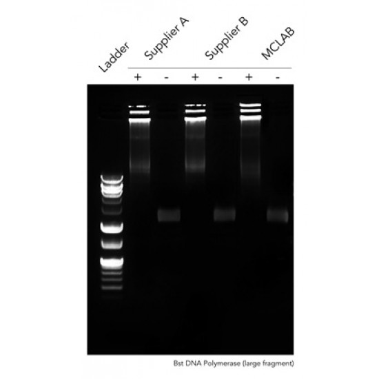 Bst DNA Polymerase, large fragment (8000 units) Bst DNA Polymerase, large fragment (8000 units)