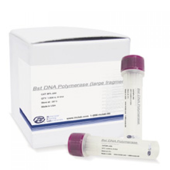 Bst DNA Polymerase, large fragment (8000 units)