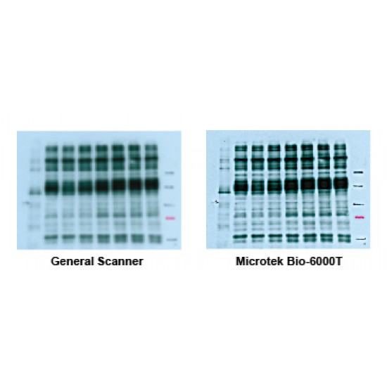 Gel Scanner Bio 6000 T