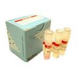 Fast Plus EvaGreen® qPCR master mix (100 rxns)