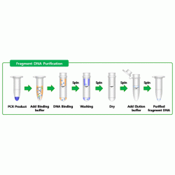 AccuPrep® PCR Purification Kit (200 rxns)