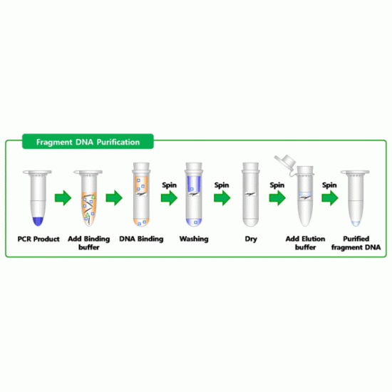 AccuPrep® PCR Purification Kit (50 rxns)