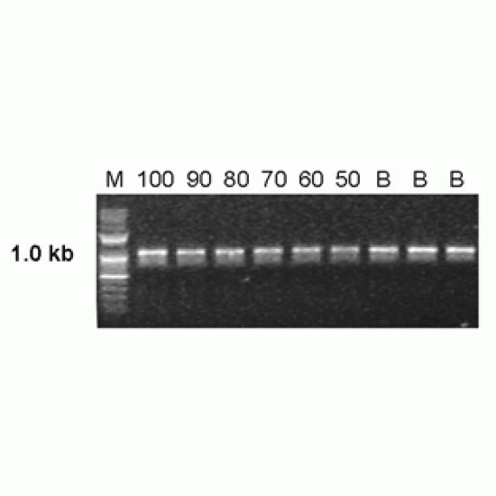 AccuPrep® PCR Purification Kit (50 rxns)