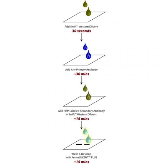 Swift™ Western Blotting System (8 blots)