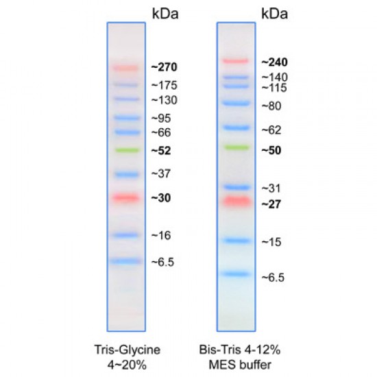 BLUltra Prestained Protein Ladder 500ul
