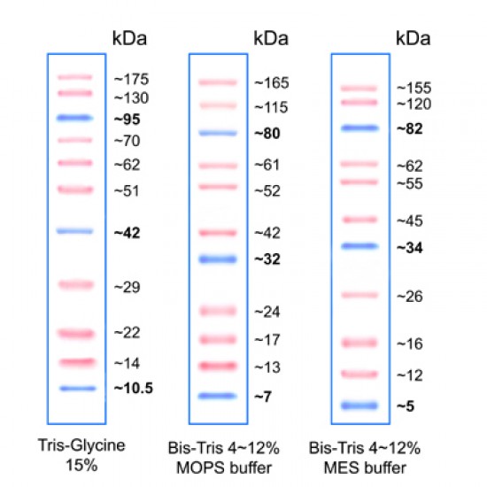 PiNK Plus Prestained Protein Ladder 125 ul