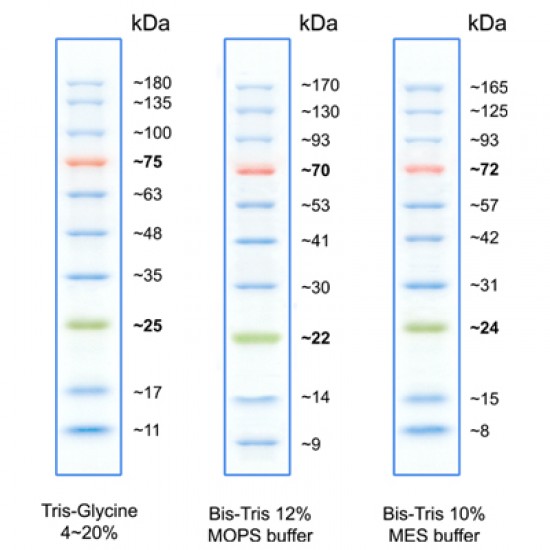 BlueRAY Prestained Protein Ladder 500ul