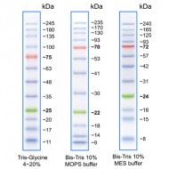 BLUeye Prestained Protein Ladder 125ul