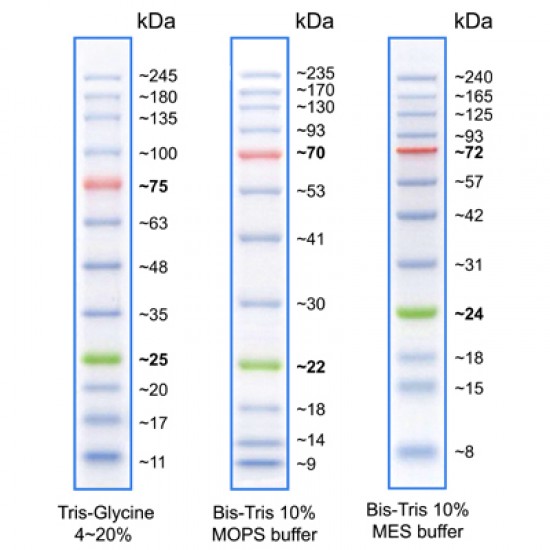 BLUeye Prestained Protein Ladder 500ul BLUeye Prestained Protein Ladder 500ul