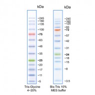 BLUelf Prestained Protein Ladder 500 ul