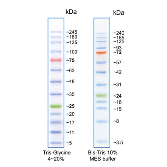 BLUelf Prestained Protein Ladder 125 ul
