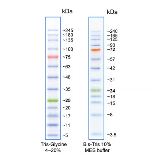 BLUelf Prestained Protein Ladder 500 ul