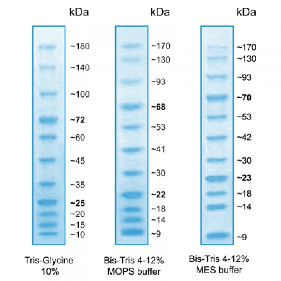 BlueAQUA Prestained Protein Ladder 125 ul.