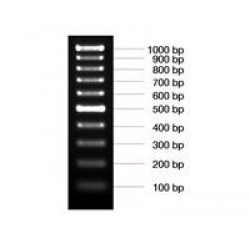 100 bp DNA ladder (50 ug)
