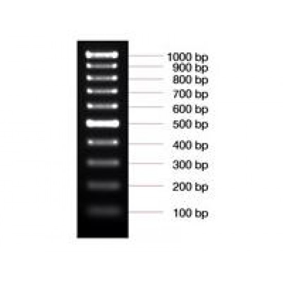 100 bp DNA ladder (50 ug)