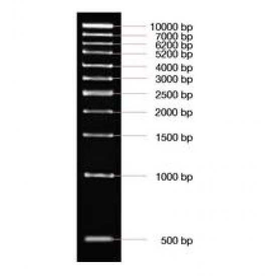 1 kb DNA ladder (50 ug) .
