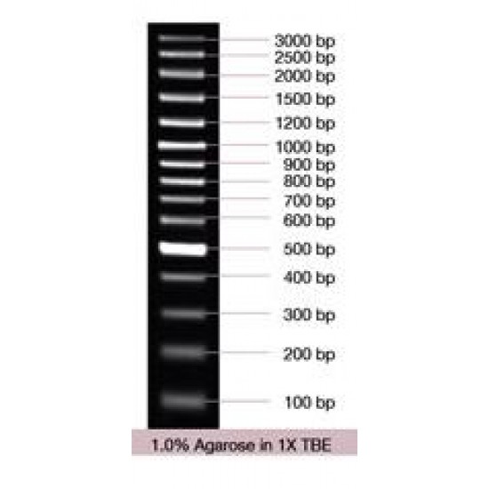 100 bp PLUS DNA ladder (50 ug)