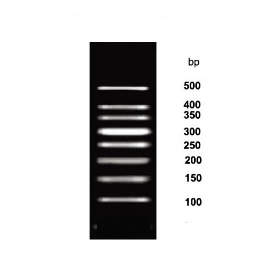 50 bp DNA ladder (50 lanes)