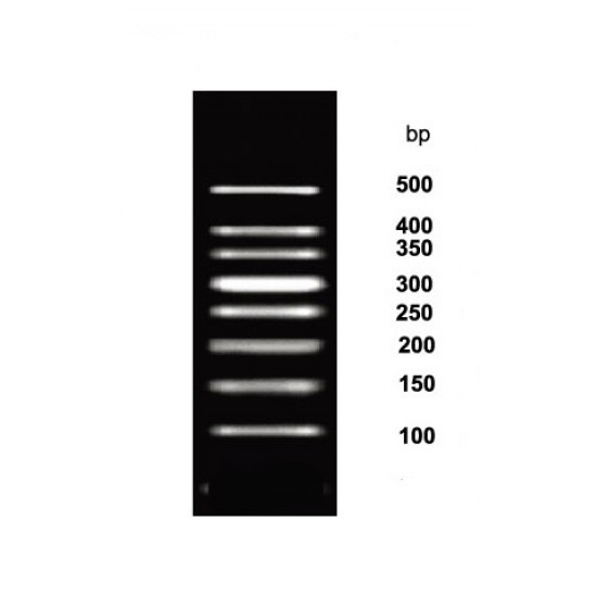 50 bp DNA ladder (50 lanes) 50 bp DNA ladder (50 lanes)