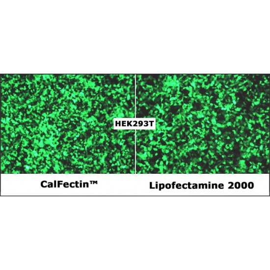 GenJet™ In Vitro DNA Transfection Reagent (1.0 ml)