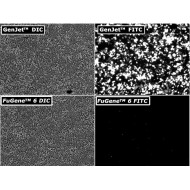 GenJet™ In Vitro DNA Transfection Reagent (1.0 ml)