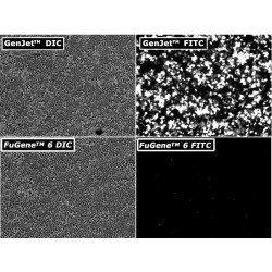 GenJet™ In Vitro DNA Transfection Reagent (1.0 ml)