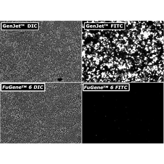 GenJet™ In Vitro DNA Transfection Reagent (1.0 ml)