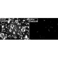 LipoD293™ In Vitro DNA Transfection Reagent (1.0 ml)