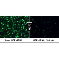 PepMute™ siRNA Transfection Reagent (1.0 ml)