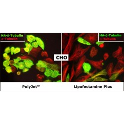 PolyJet™ In Vitro DNA Transfection Reagent (1.0 ml)