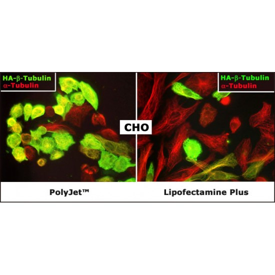 PolyJet™ In Vitro DNA Transfection Reagent (1.0 ml)